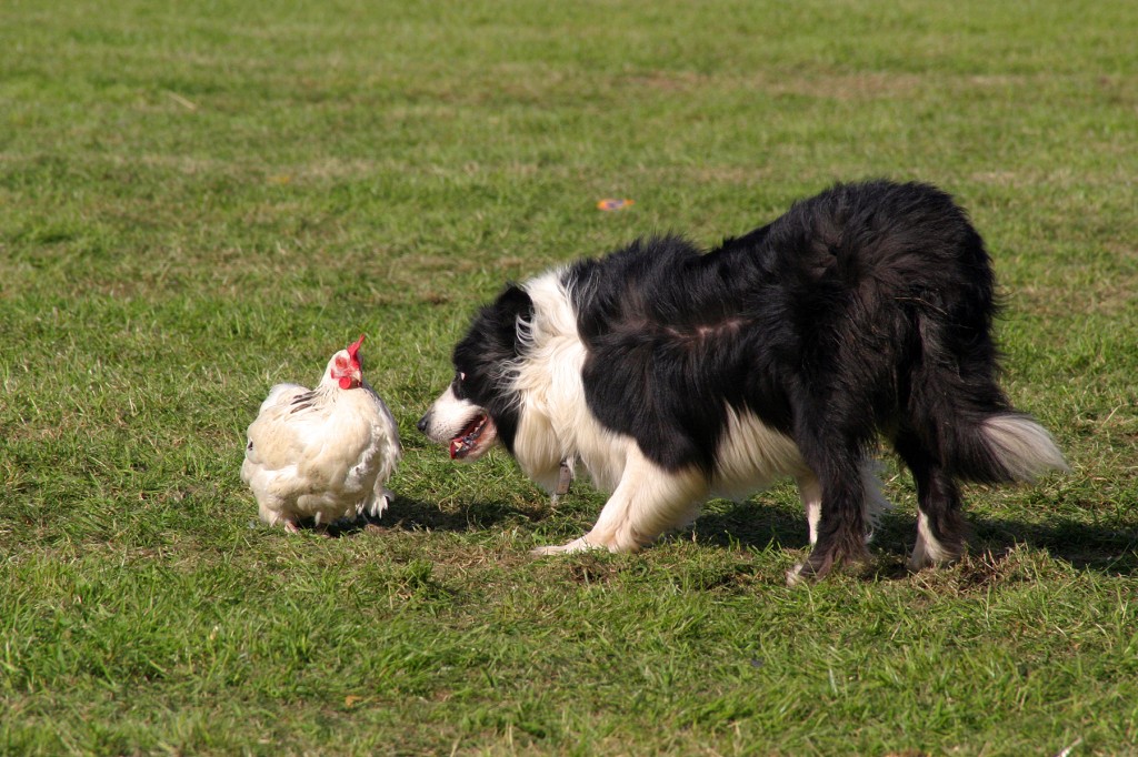 herding