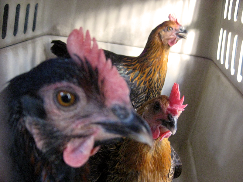 Our Chickens Came First. And Then The Eggs.