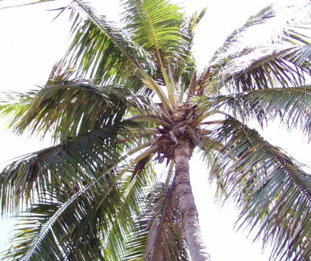 Painting Pictures About Hawaii
