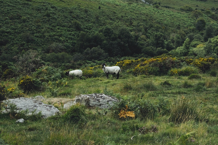 Literary Devon